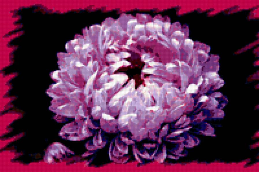 №349726 - цветы, астры - предпросмотр