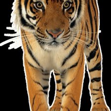 Схема вышивки «тигр»