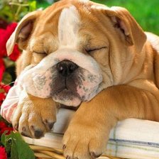 Схема вышивки «сладкий сон»