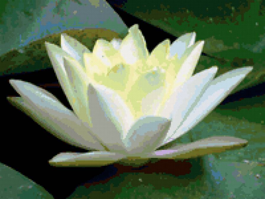 лилии - лилии, озеро, цветы - предпросмотр