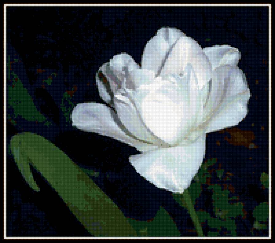 №349820 - цветы, цветок, тюльпаны, на черном - предпросмотр