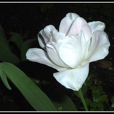 Схема вышивки «№349820»