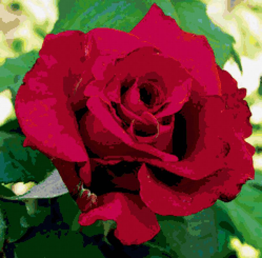 роза - цветок, роза, цветы, розы - предпросмотр