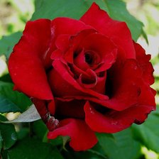 Схема вышивки «роза»