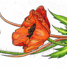 Схема вышивки «мак»