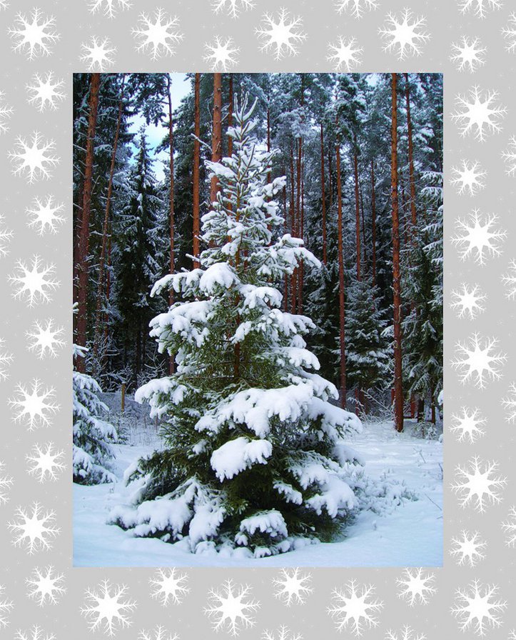 №349843 - ели, зима, пейзаж, деревья, сугробы, природа, снег - оригинал