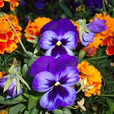 Схема вышивки «анютины глазки»