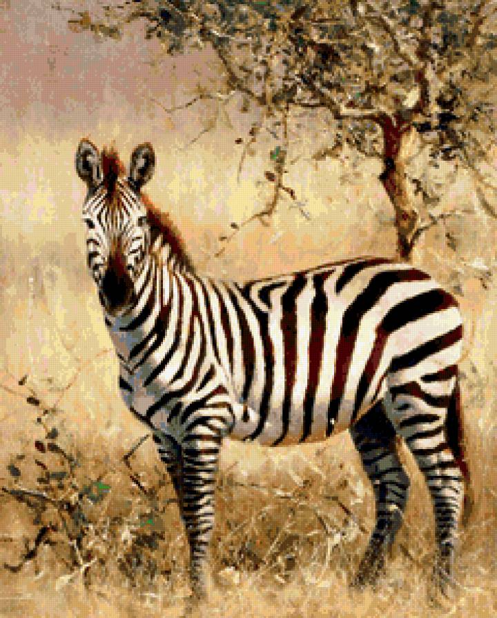 зебра - предпросмотр
