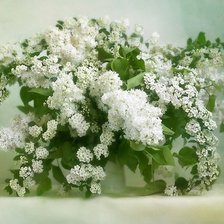 Схема вышивки «натюрморт»