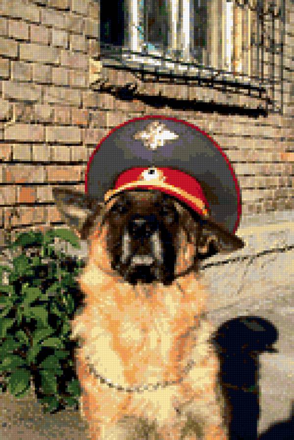 мухтар - предпросмотр