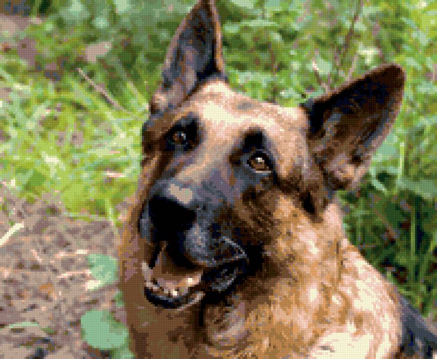 мухтар - предпросмотр