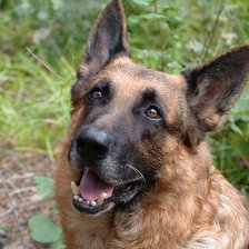 Схема вышивки «мухтар»