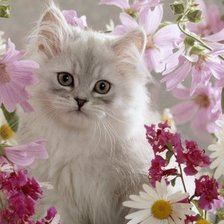 Схема вышивки «Котёнок в цветах»