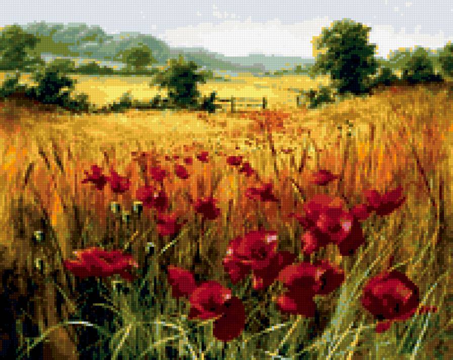 Маки - природа, цветы, пейзаж - предпросмотр