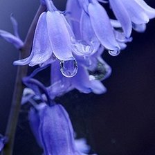 Схема вышивки «№350451»