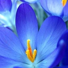 Схема вышивки «ЦВЕТЫ»