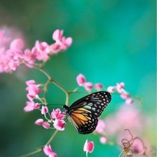 Схема вышивки «БАБОЧКА»