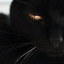 Схема вышивки «КОШКА»