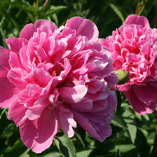 Схема вышивки «Пионы»