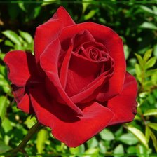 Схема вышивки «роза»