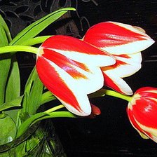 Схема вышивки «тюльпаны»