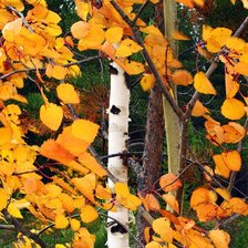 Схема вышивки «№350636»