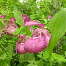 Схема вышивки «венерин башмачок»