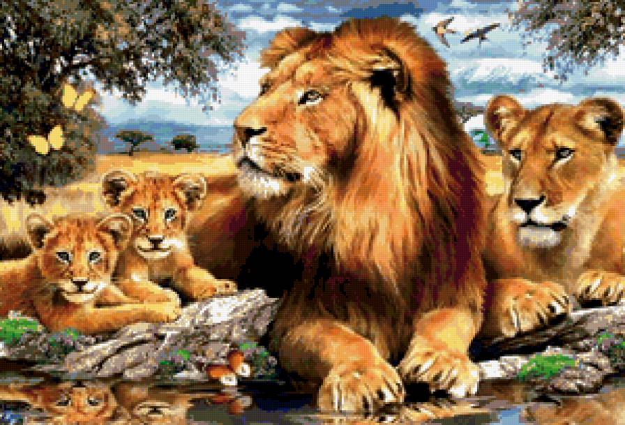 львы - предпросмотр