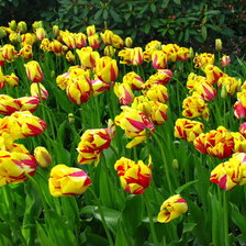 Схема вышивки «тюльпаны»