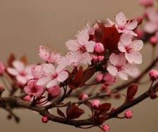 Схема вышивки «сакура»