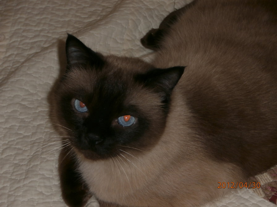 Мультик - кот - оригинал