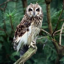 Схема вышивки «Сова»