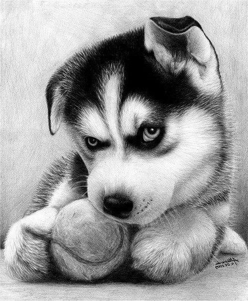 щенок - животные, собака, щенок - оригинал