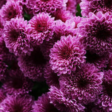 Схема вышивки «№350885»