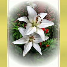 Схема вышивки «лилии»
