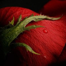 Схема вышивки «роза 2»