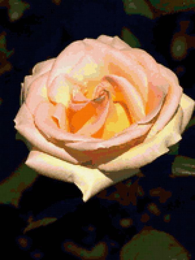 роза - цветок, роза, розы, цветы - предпросмотр