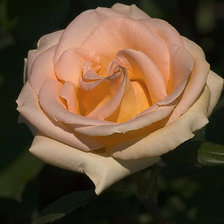 Схема вышивки «роза»