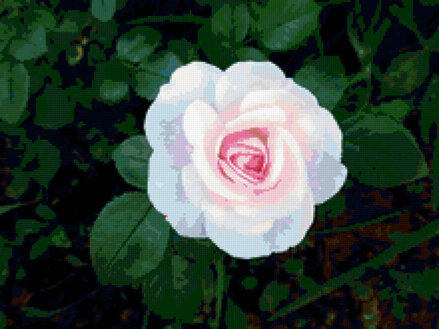 роза - розы, роза, цветы, цветок - предпросмотр