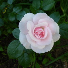 Схема вышивки «роза»