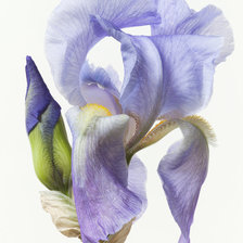 Схема вышивки «Нежность_ирис»