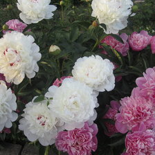 Схема вышивки «пионы»