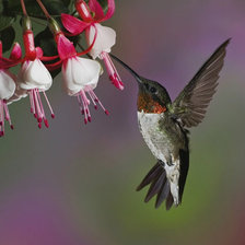 Схема вышивки «Птичка»