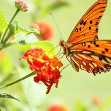 Схема вышивки «Бабочка»