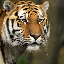 Схема вышивки «тигр»