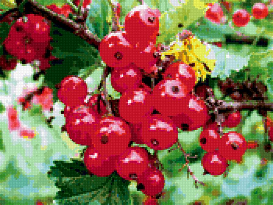 Ягода - ягода, ярко, цвета, еда - предпросмотр