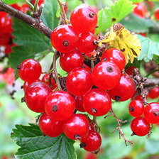 Схема вышивки «Ягода»