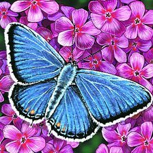 Схема вышивки «Бабочка»