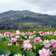 Схема вышивки «Долина Лотосов»