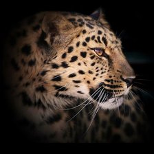 Схема вышивки «№352573»